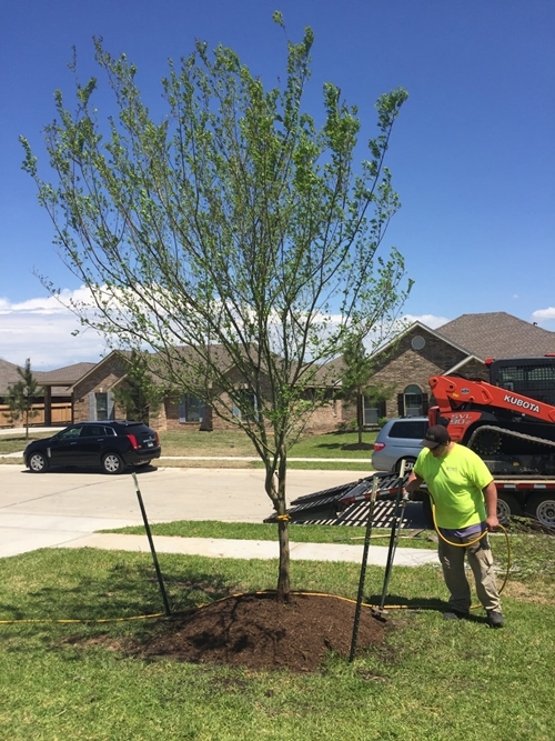 R&G Tree Planting