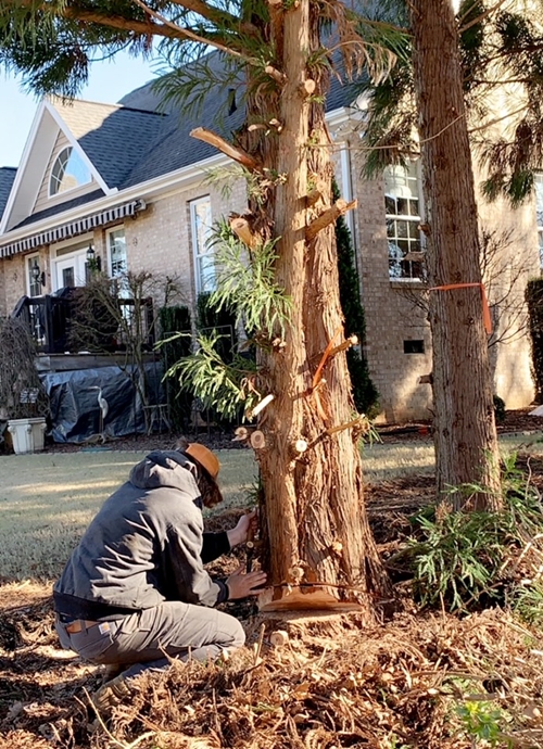 Tree Removal from R&G