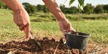 Tree Planting