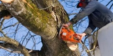 Tree Trimming